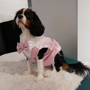DSC00379.webp