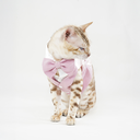 DSC00022.webp