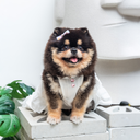 A7400325.webp