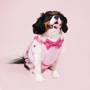 DSC07935.webp