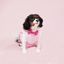 DSC07925.webp