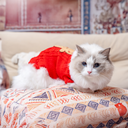 A7400275.webp
