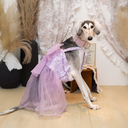DSC08069.webp