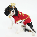 Noble Prince Red Tuxedo