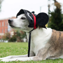 Mickey Mouse Premium Disney Ears Sun Hat for Pets