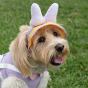 Daisy Duck Premium Disney Sun Hat for Pets