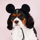 Mickey Mouse Premium Disney Ears Head Accessory for Pets