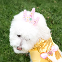 Disney Princess Premium Crown Head Accessory for Pets