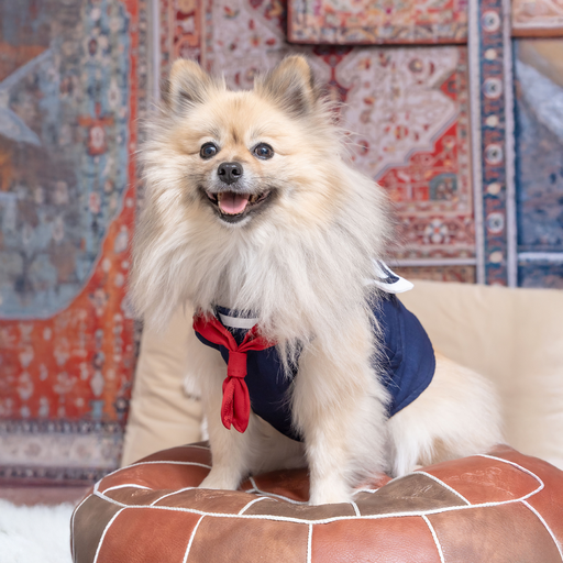 Sailor Styles Harness (Dog Leash Sold Separately)