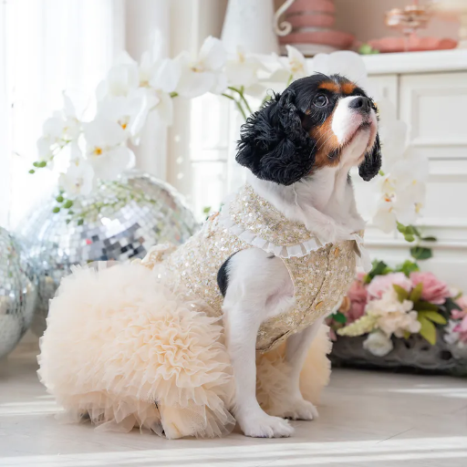 Champagne Tweed Dress