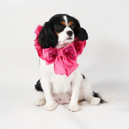 Aurora Premium Disney Collar for Pets