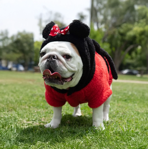 Minnie Mouse Premium Disney Spa Robe for Pets
