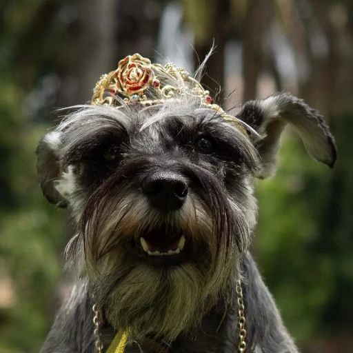 Belle Premium Disney Metal Tiara for Pets